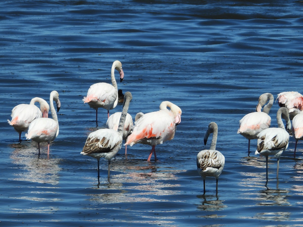 Greater Flamingo - ML646220321