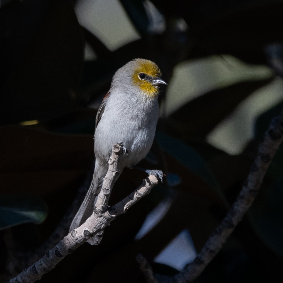 Verdin - ML646220322