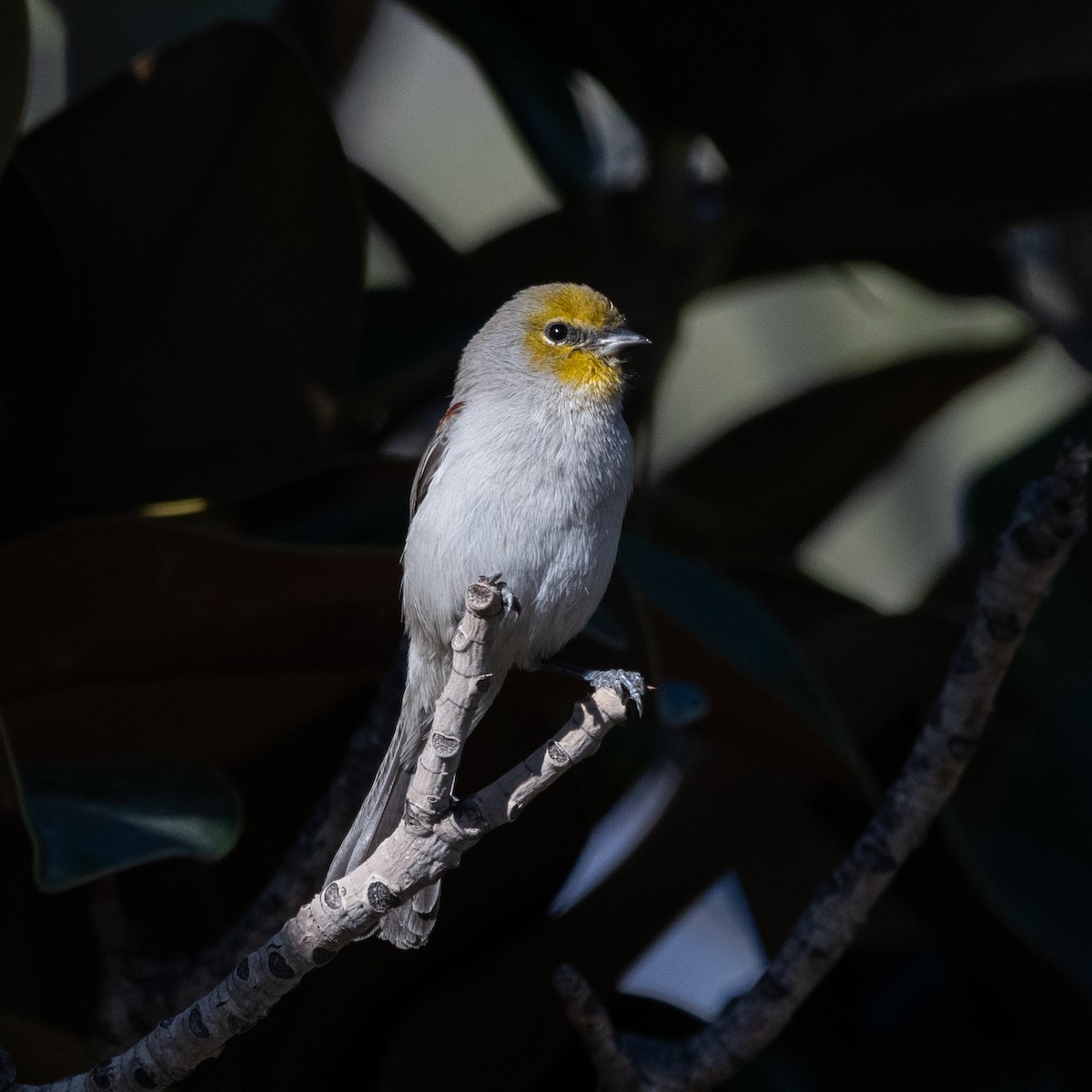 Verdin - ML646220323