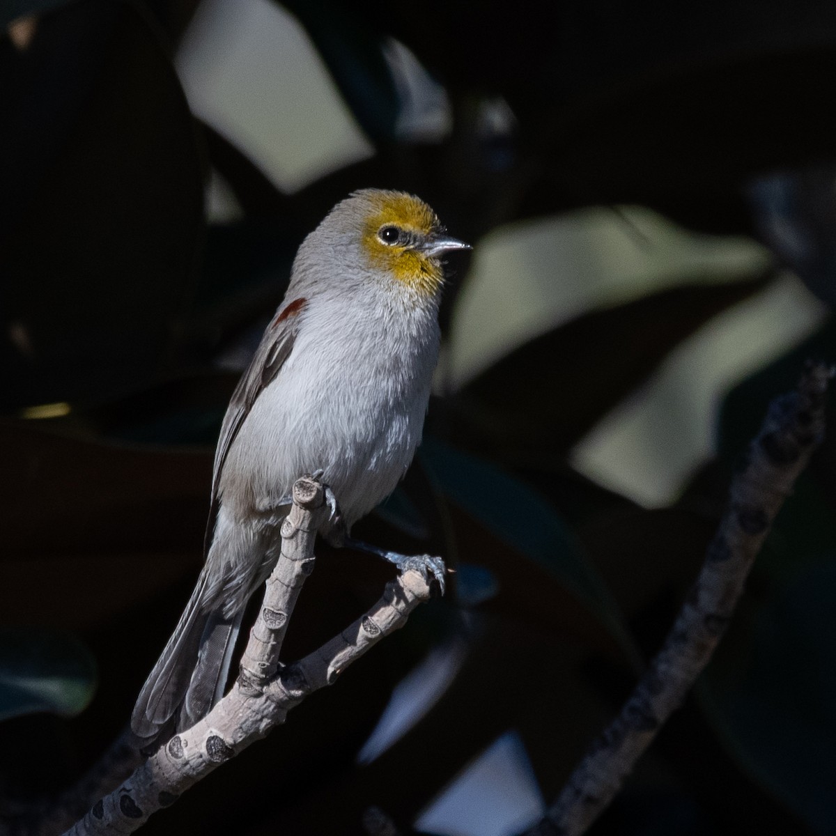 Verdin - ML646220324