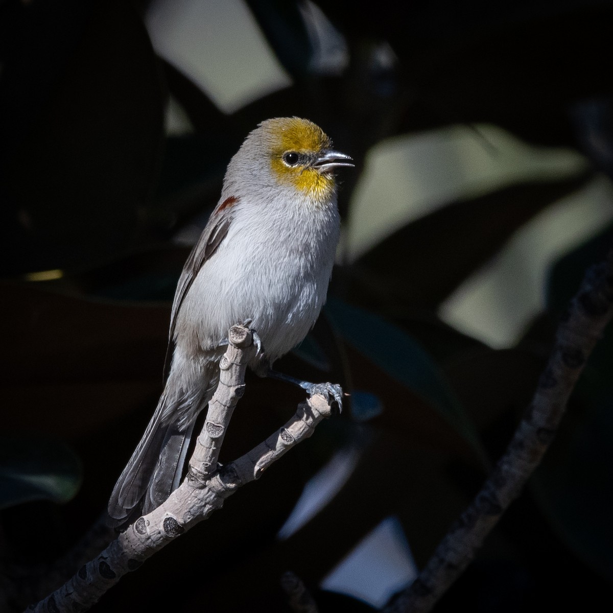 Verdin - ML646220325