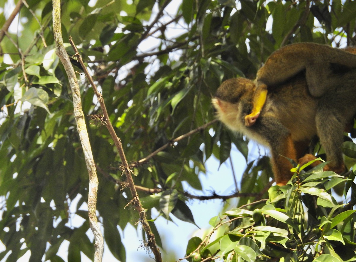 Mammals - ML646220326