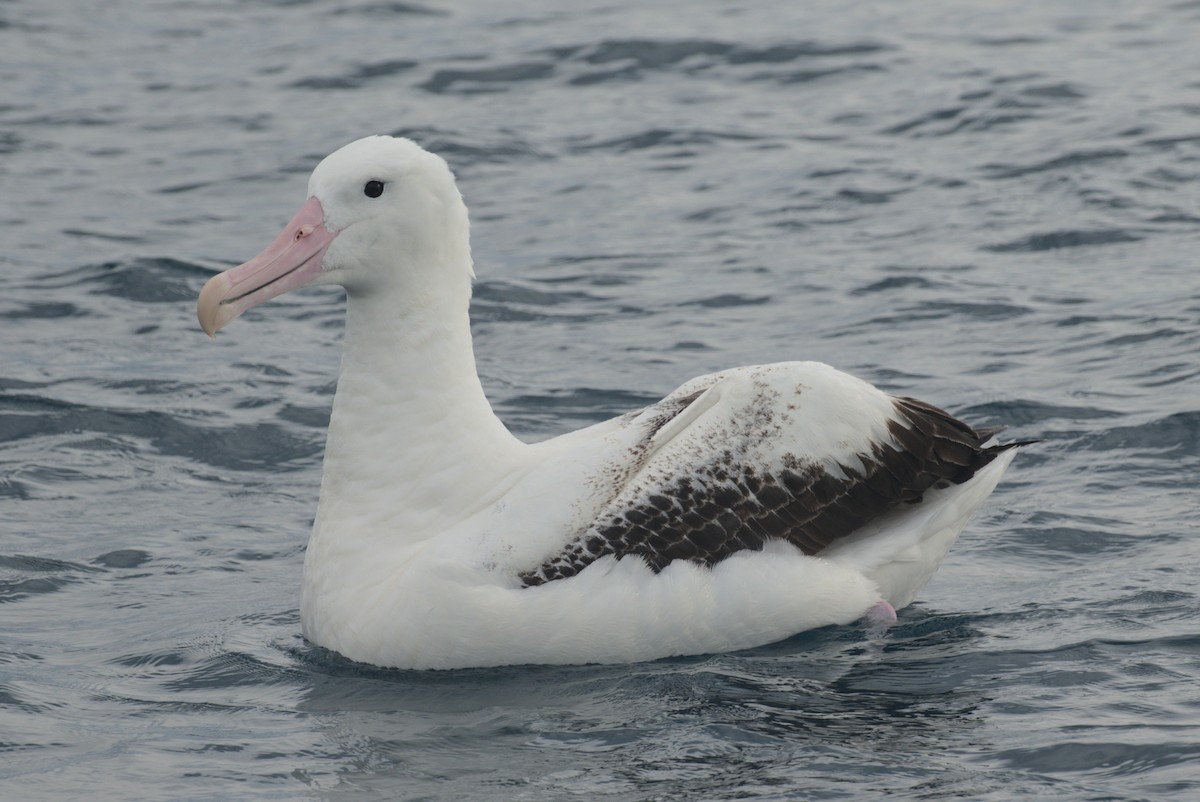 Southern Royal Albatross - ML646220327