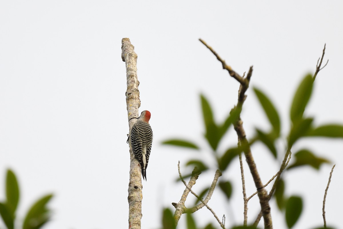 Red-bellied Woodpecker - ML646220328