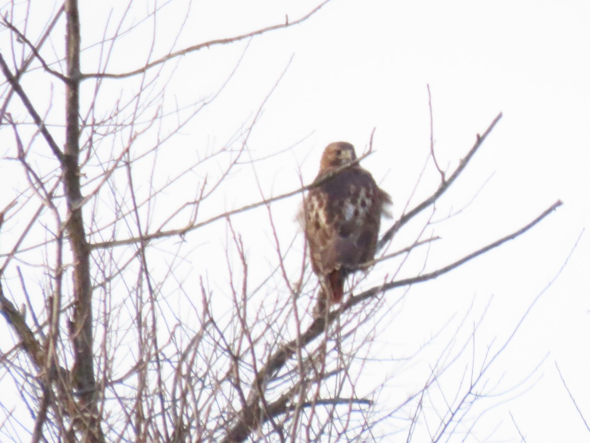 Red-tailed Hawk - ML646220329