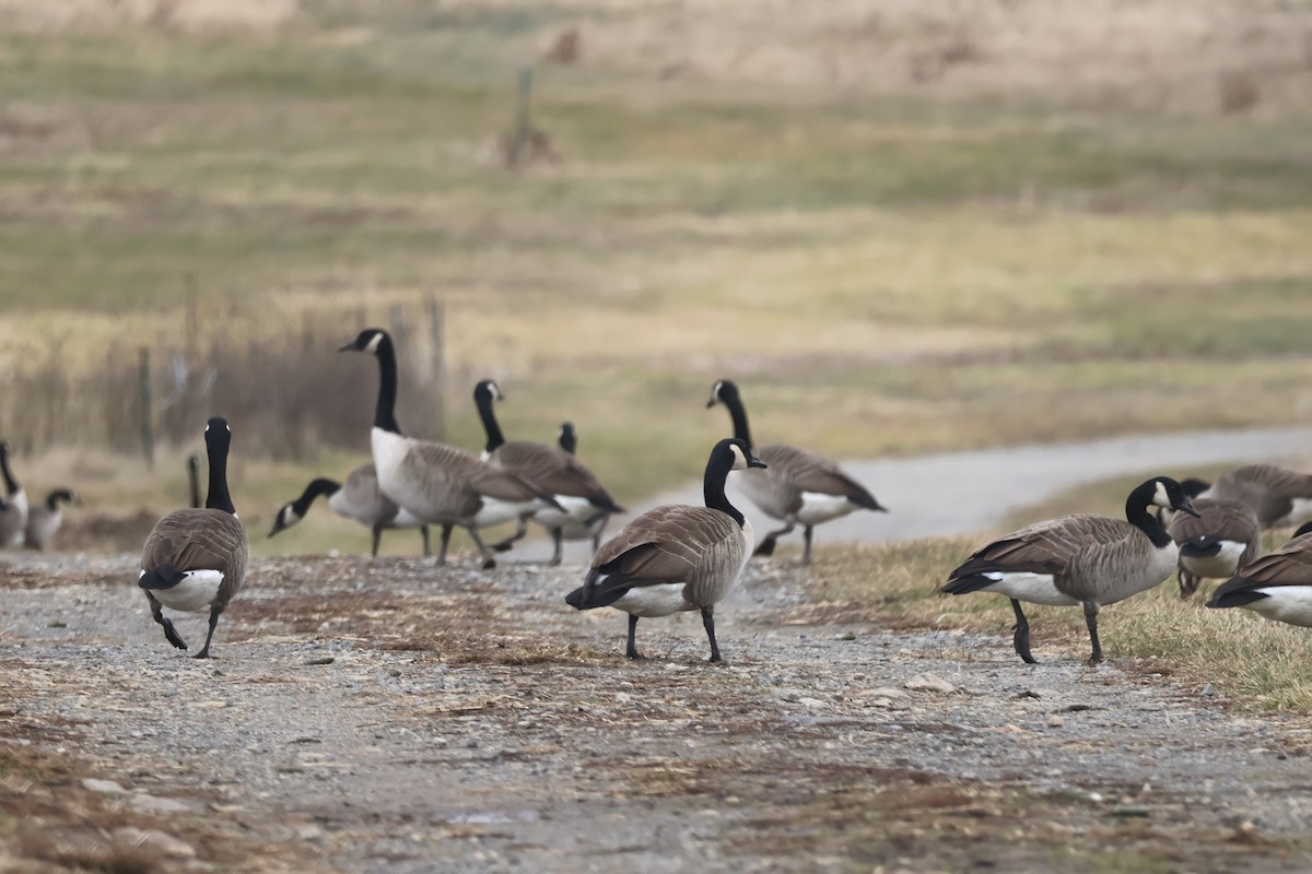 Canada Goose - ML646220331