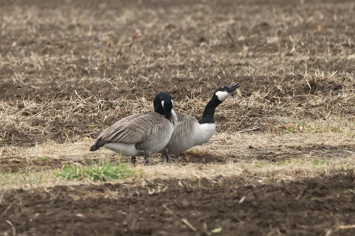 Canada Goose - ML646220332
