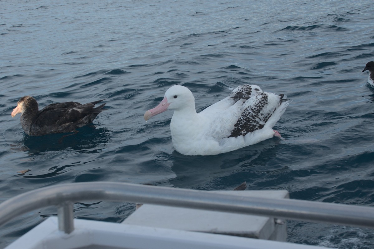 Antipodean Albatross (Gibson's) - ML646220333