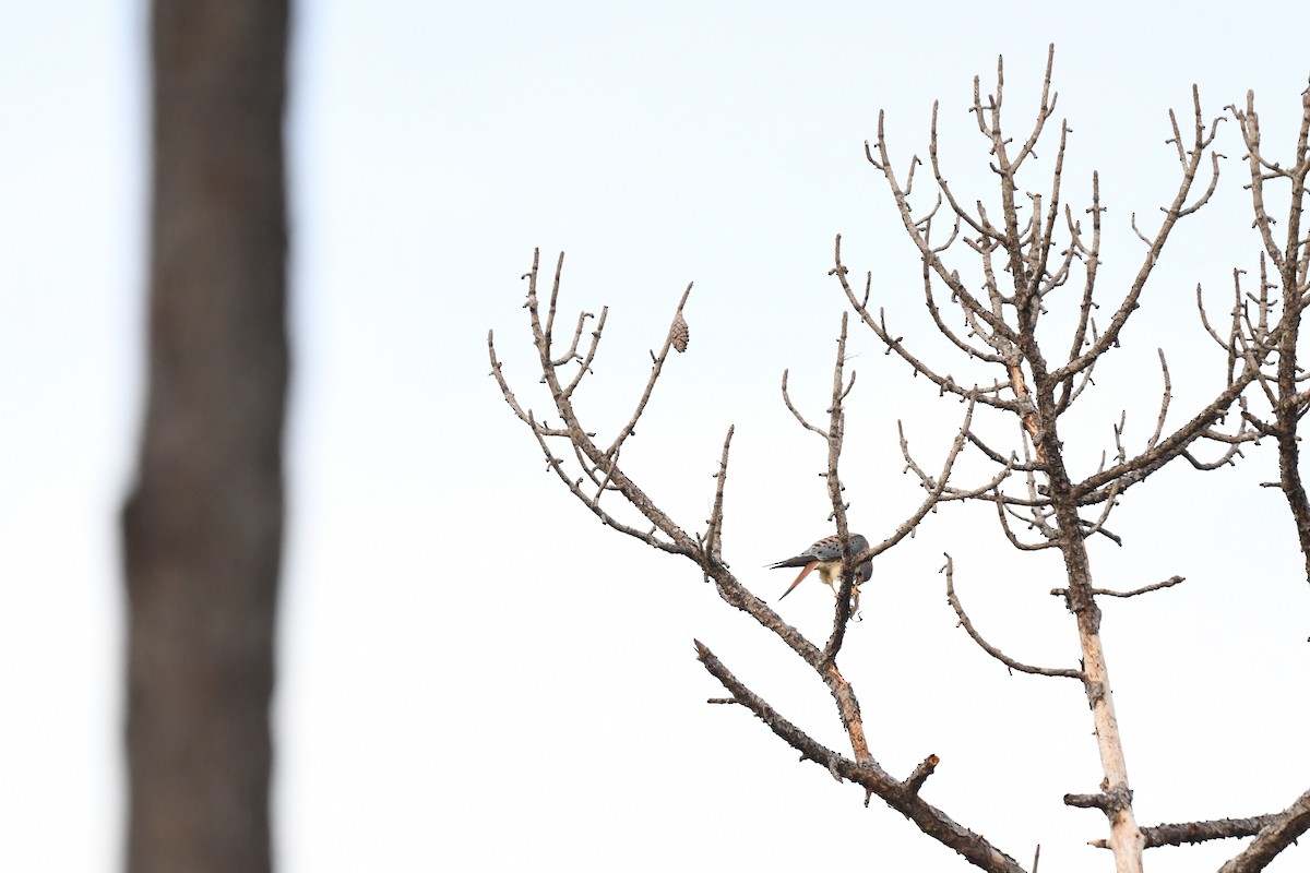 American Kestrel - ML646220337