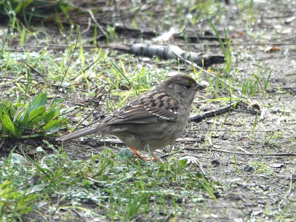 Golden-crowned Sparrow - ML646220341