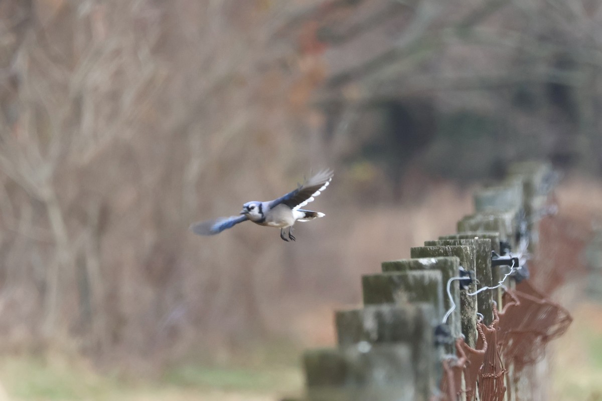 Blue Jay - ML646220342