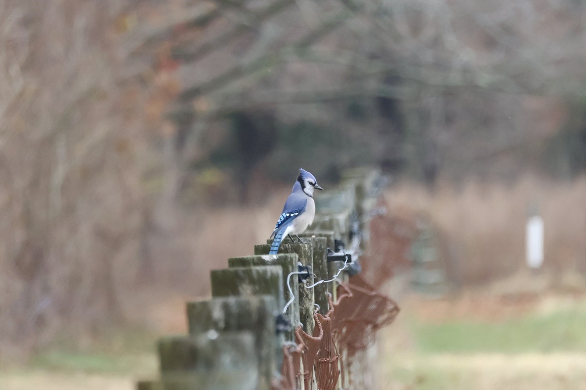 Blue Jay - ML646220343