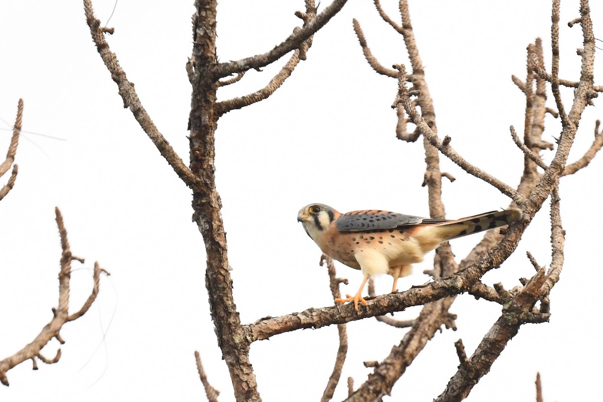 American Kestrel - ML646220346