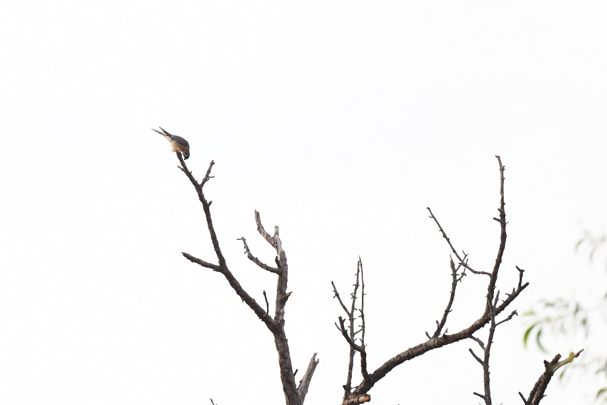 American Kestrel - ML646220355