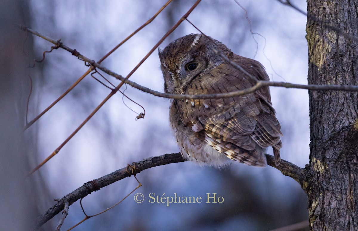 Eastern Screech-Owl - ML646220356