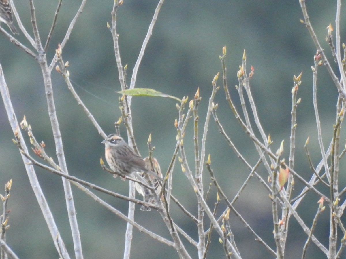 Rufous-breasted Accentor - ML646220357