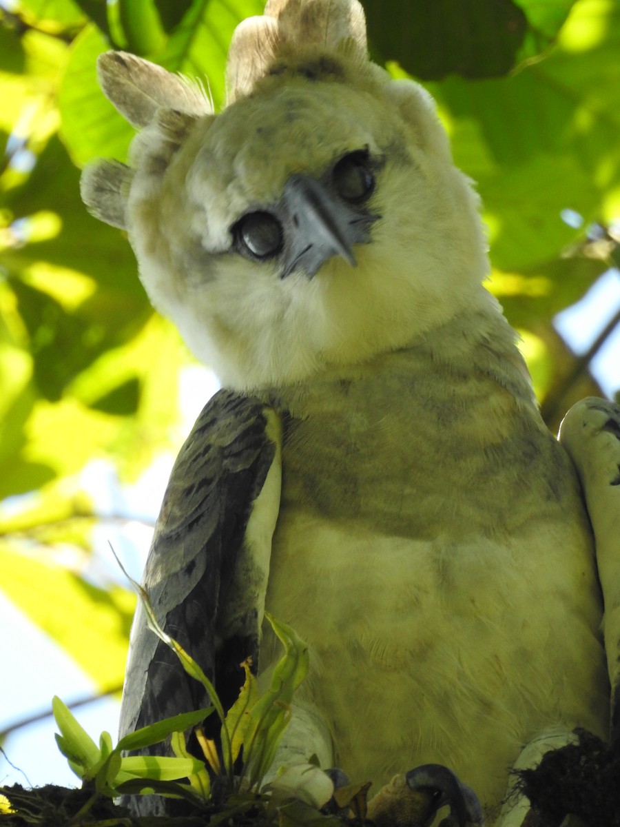 Harpy Eagle - ML646220359