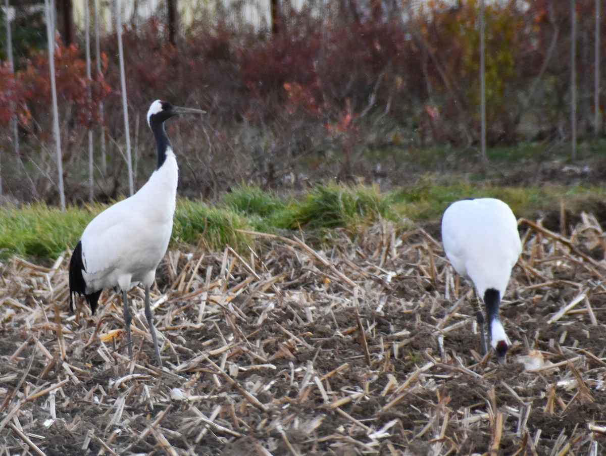 Журавель японський - ML646220365