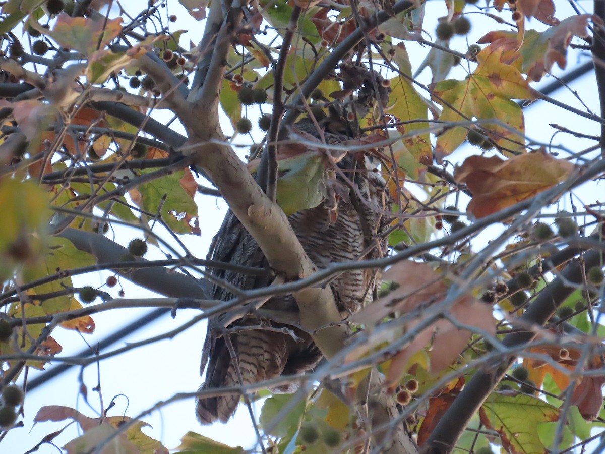 Great Horned Owl - ML646220366