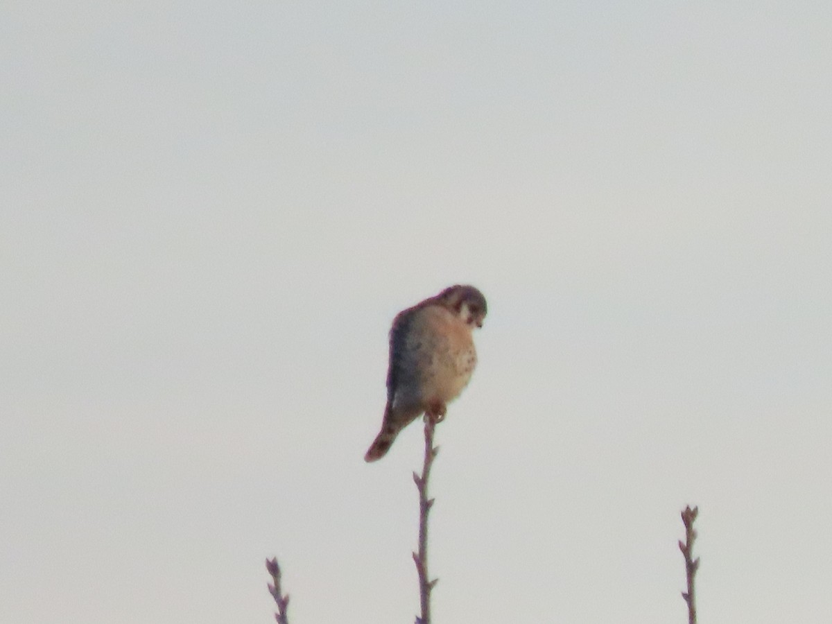 American Kestrel - ML646220369