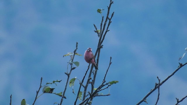 Pink-browed Rosefinch - ML646220370