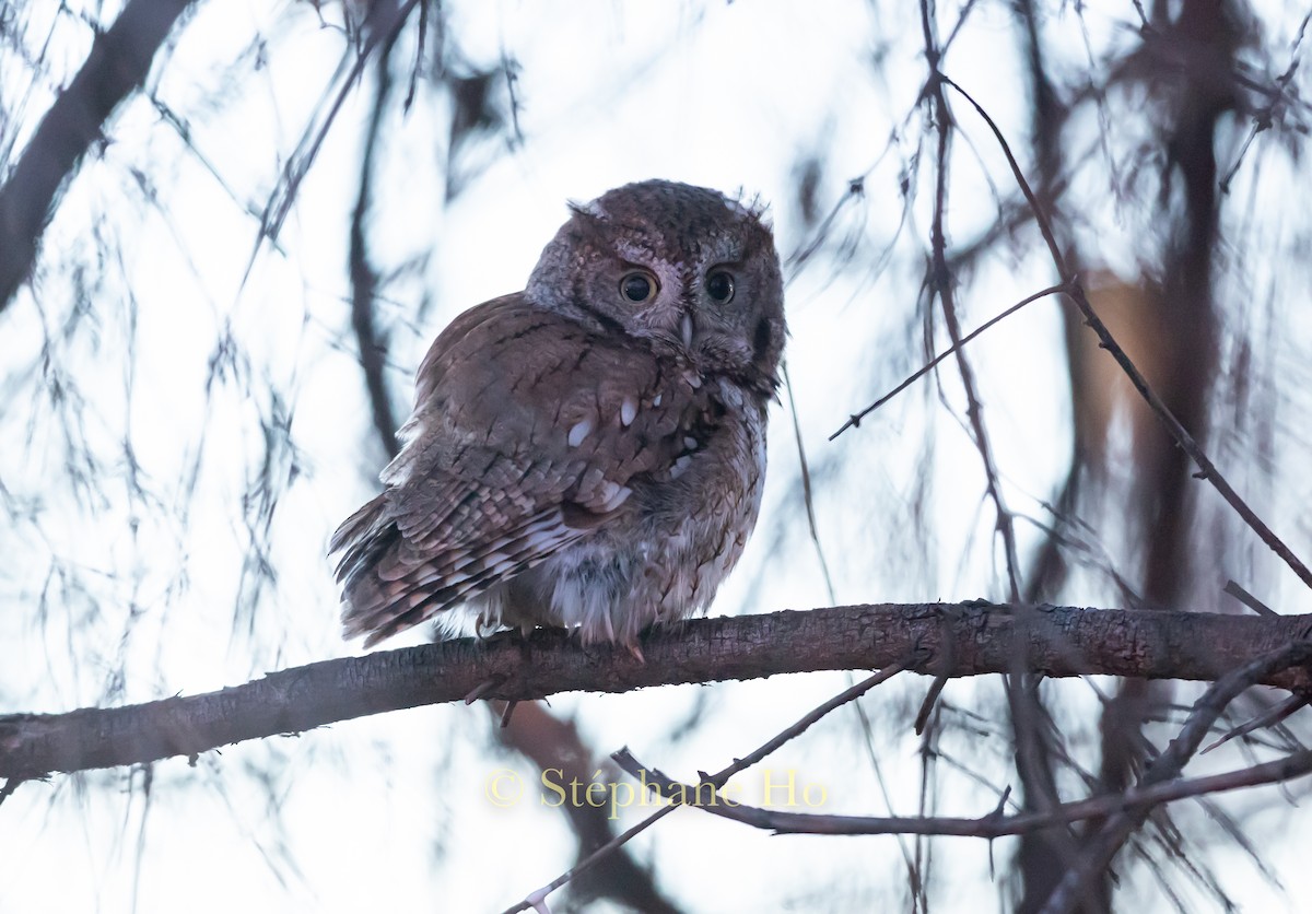 Eastern Screech-Owl - ML646220373