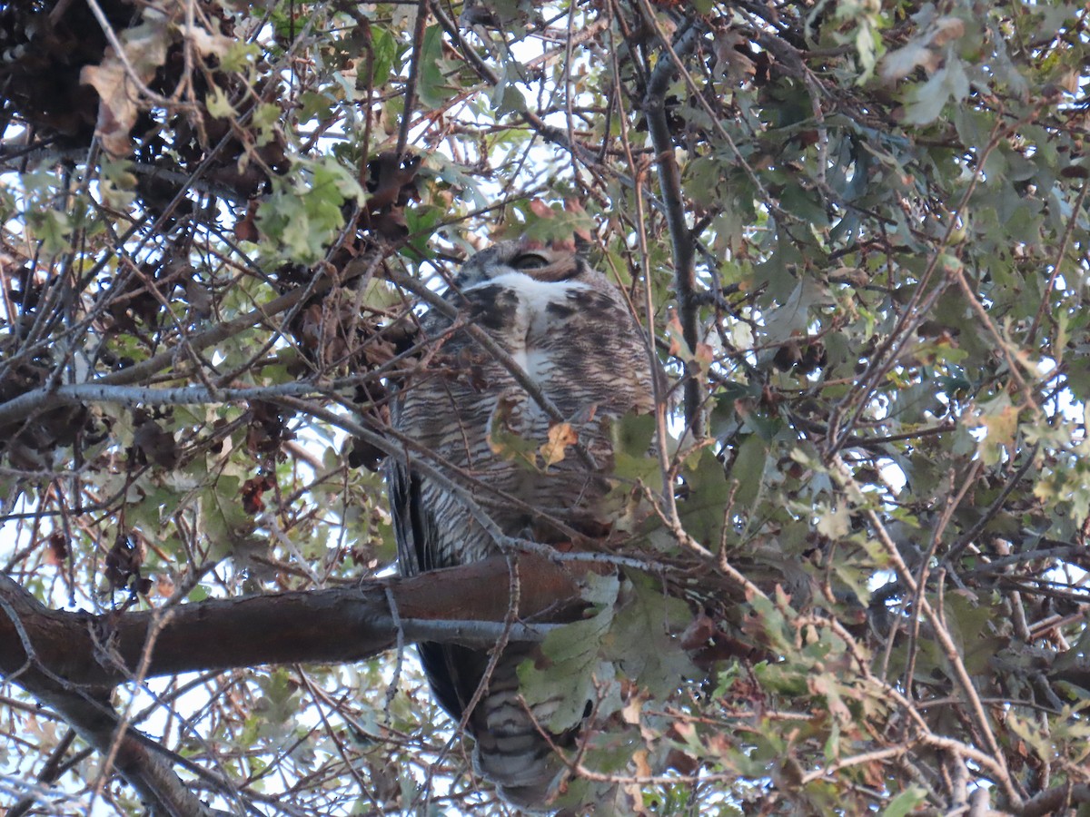 Great Horned Owl - ML646220374