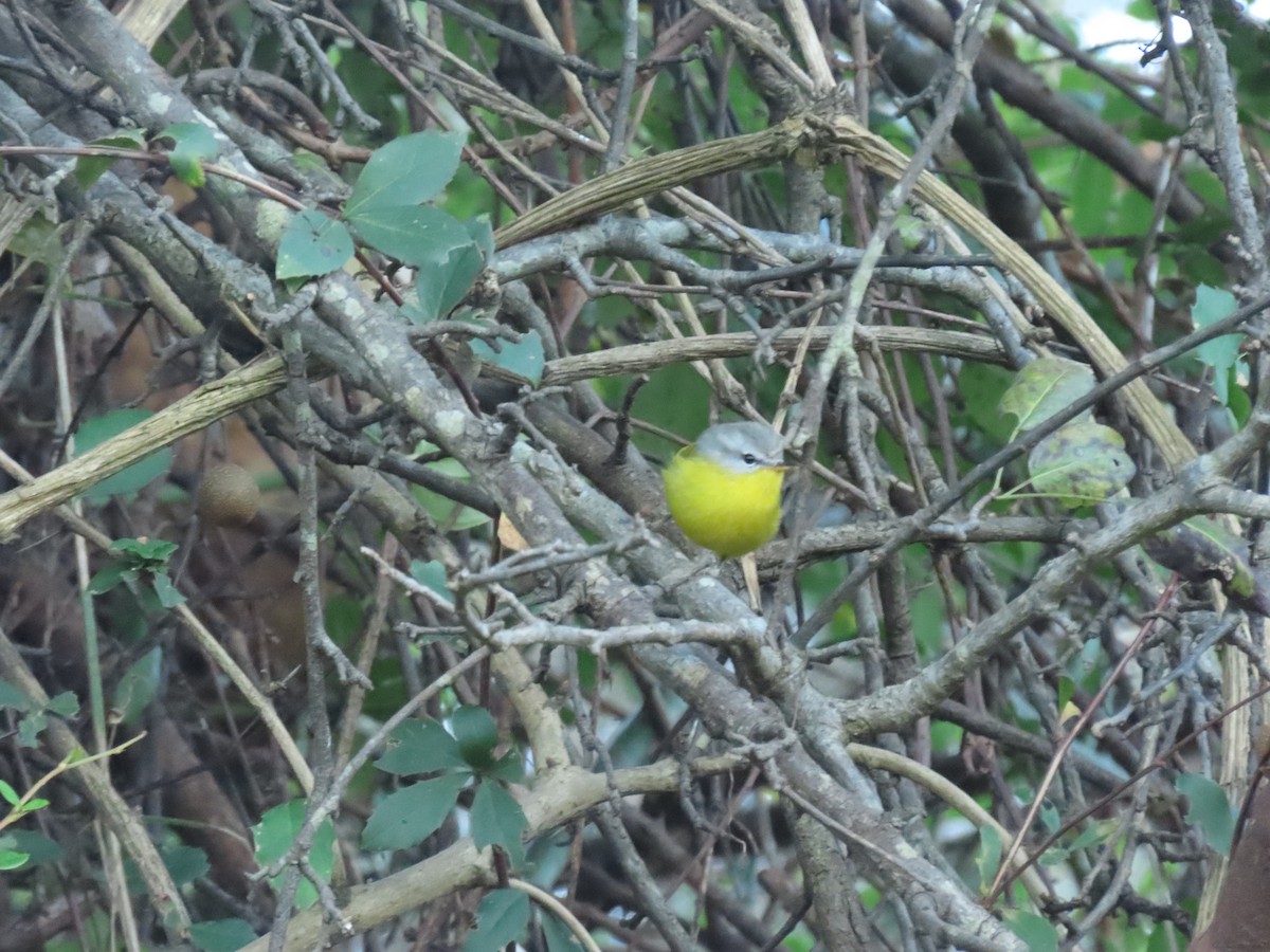 Graukopf-Laubsänger - ML646220376