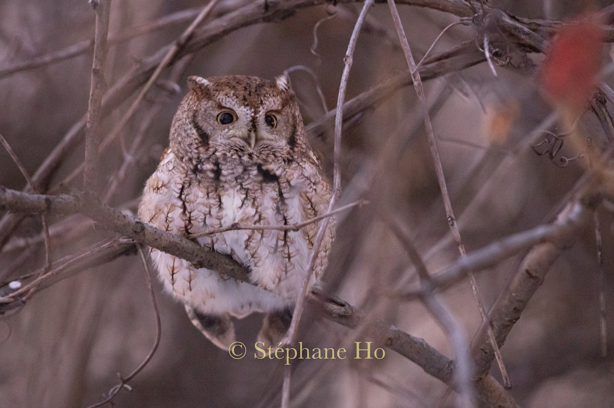 Eastern Screech-Owl - ML646220377