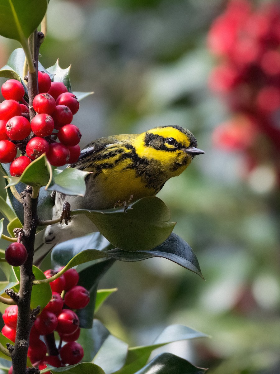 Townsend's Warbler - ML646220379