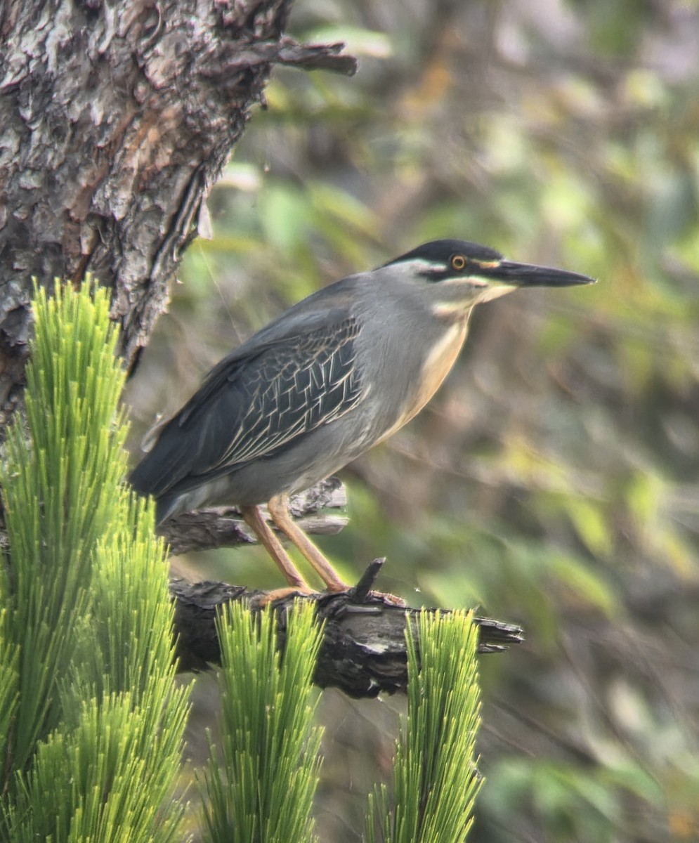 Чапля мангрова мала - ML646220382