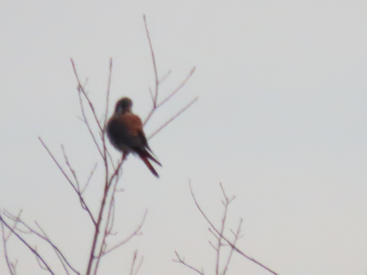 American Kestrel - ML646220387
