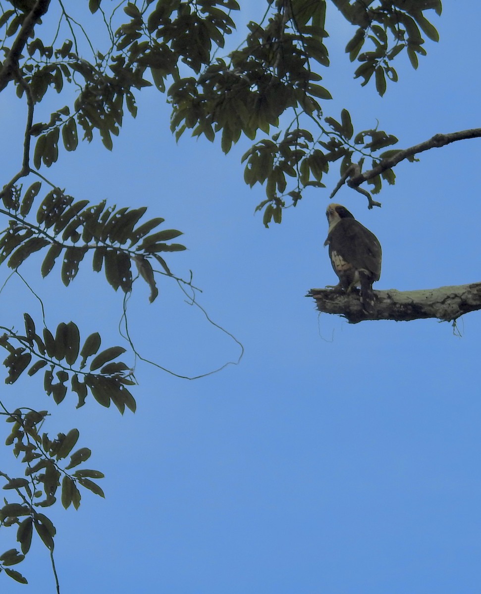 Laughing Falcon - ML646220388