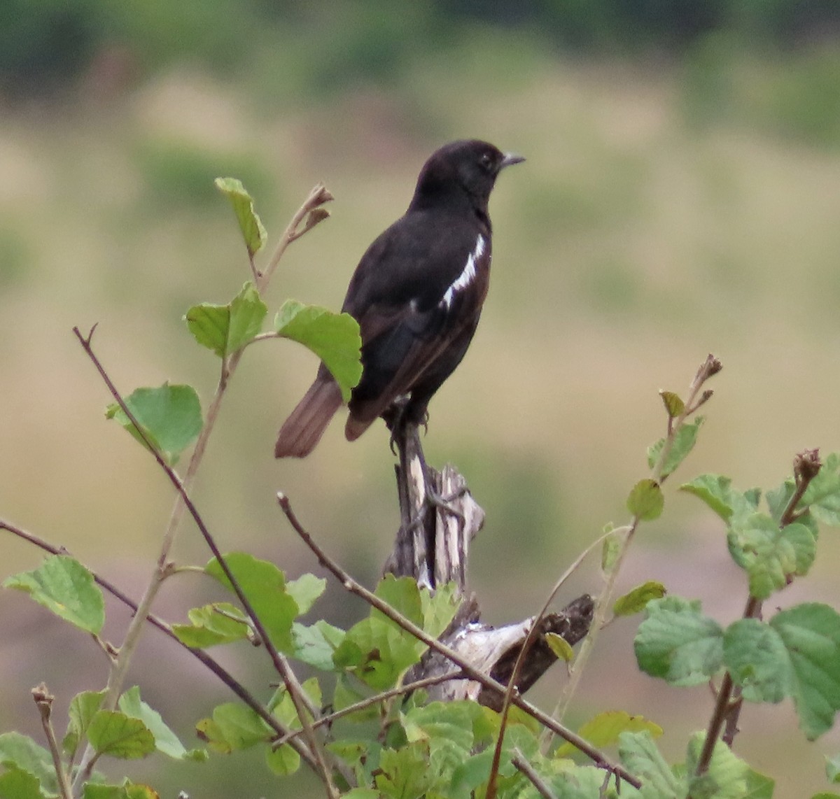 Sooty Chat - ML646220394