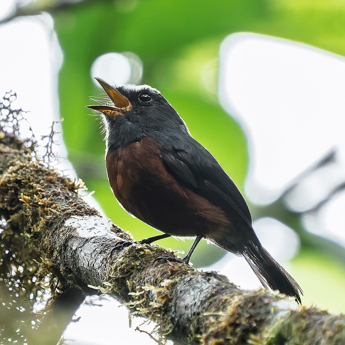 Chestnut-bellied Chat-Tyrant - ML646220406
