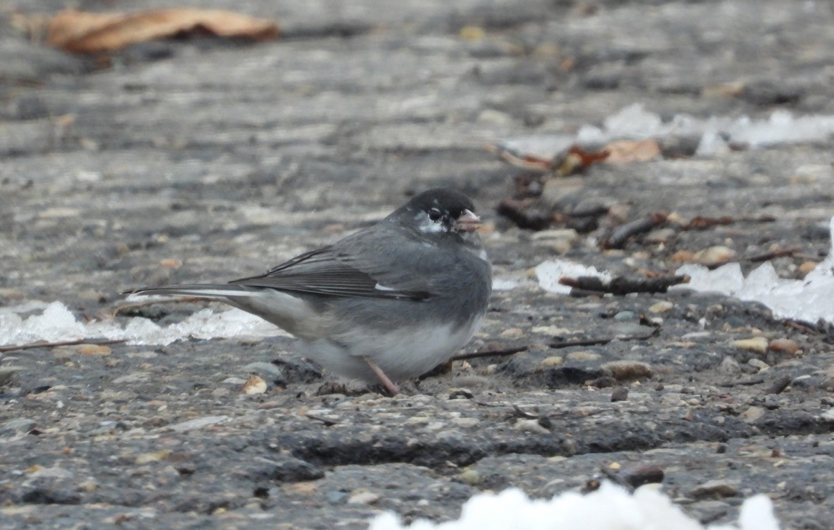 Dark-eyed Junco - ML646220407