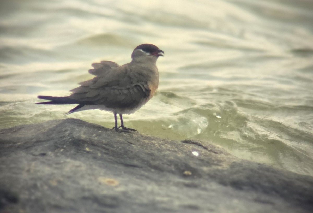 Дерихвіст мадагаскарський - ML646220409