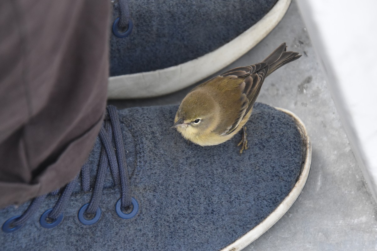 Pine Warbler - ML646220411