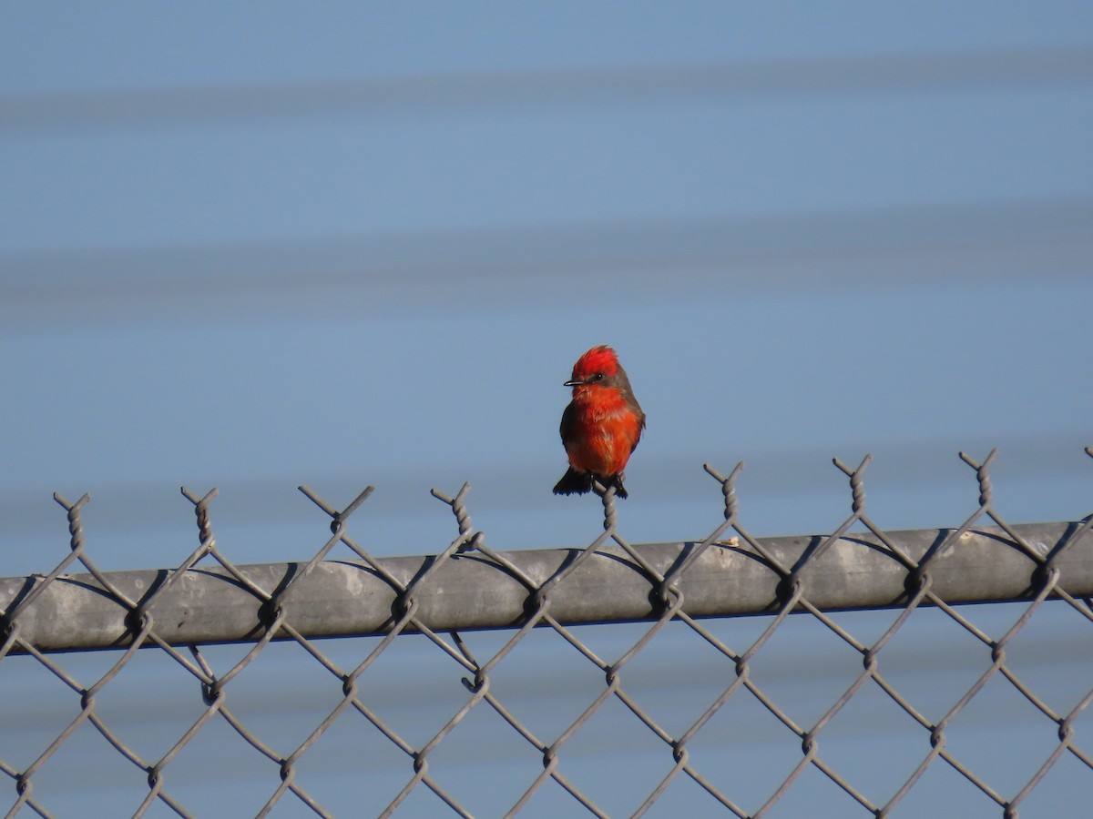 Vermilion Flycatcher - ML646220412