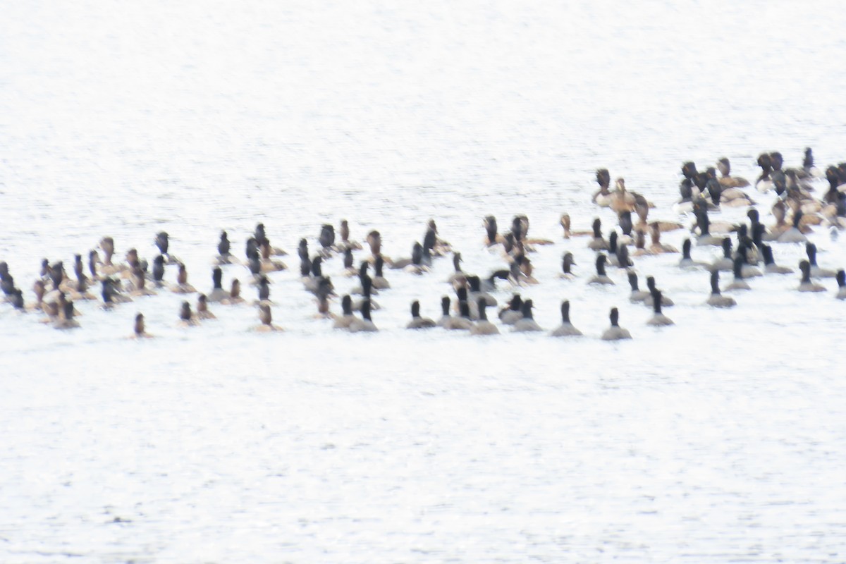 Ring-necked Duck - ML646220413