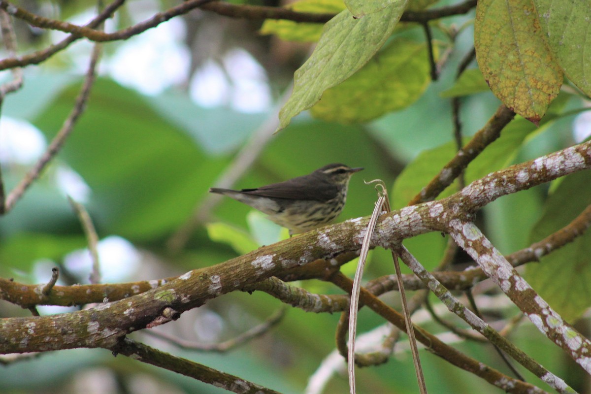 Northern Waterthrush - ML646220416