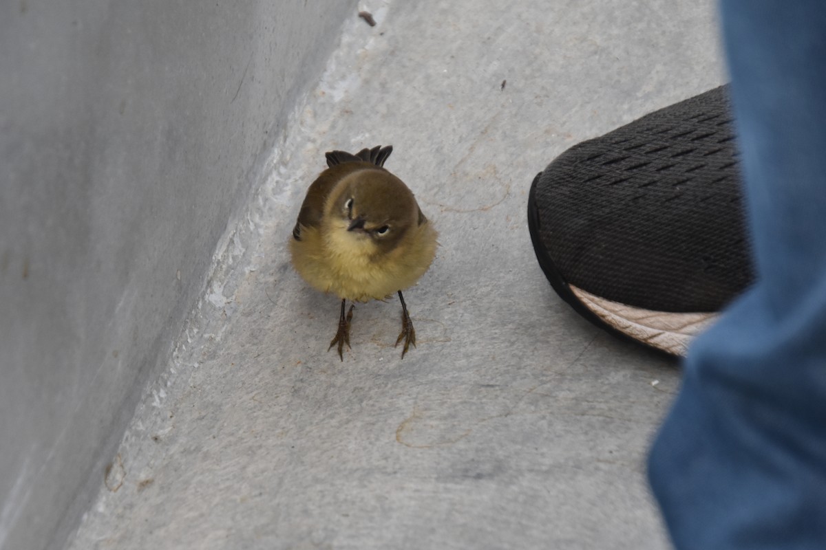 Pine Warbler - ML646220417