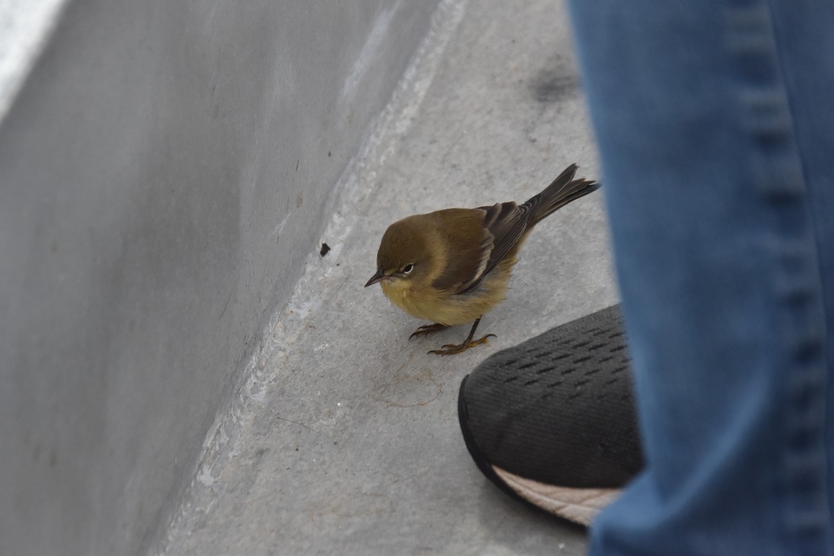 Pine Warbler - ML646220418