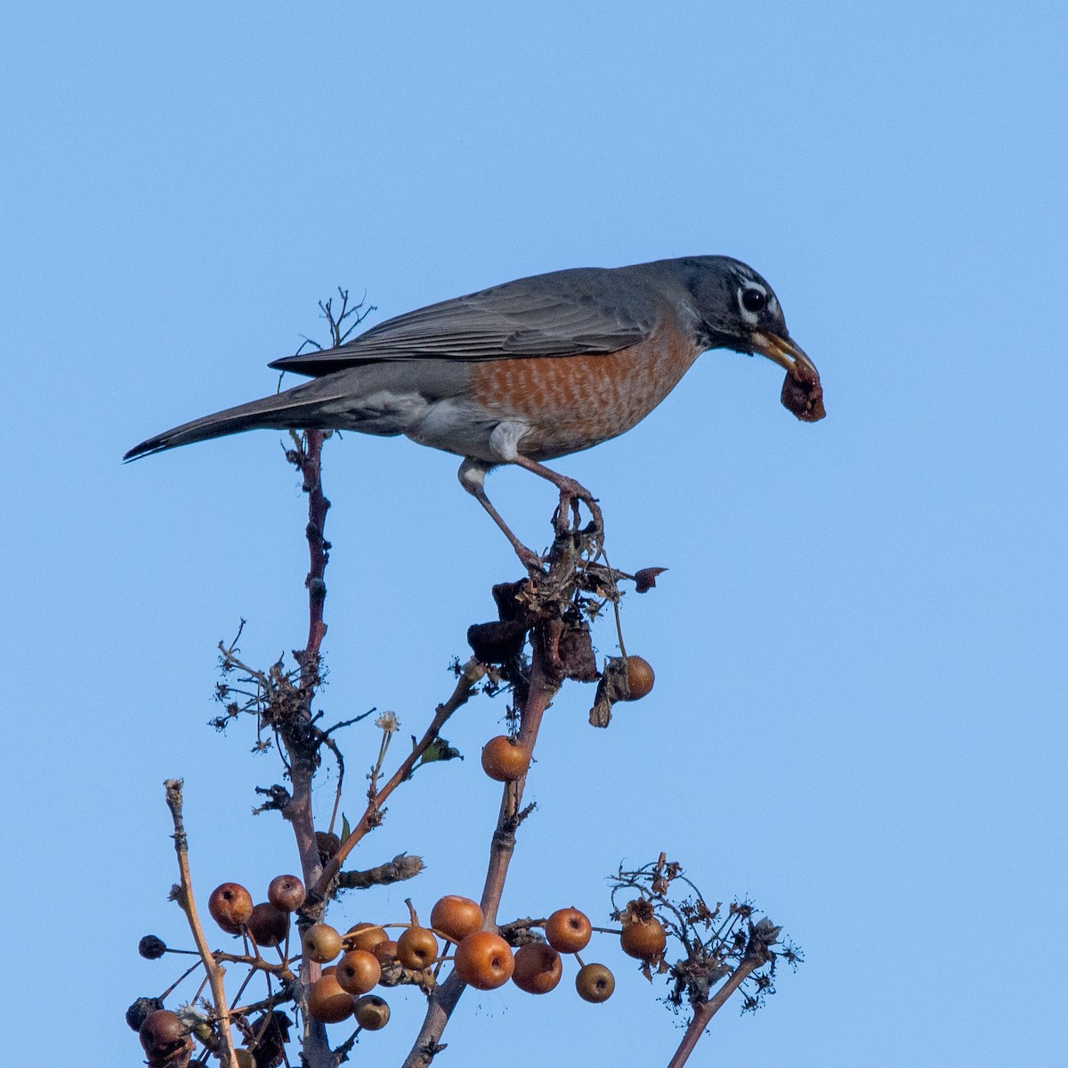 Merle d'Amérique - ML646220419