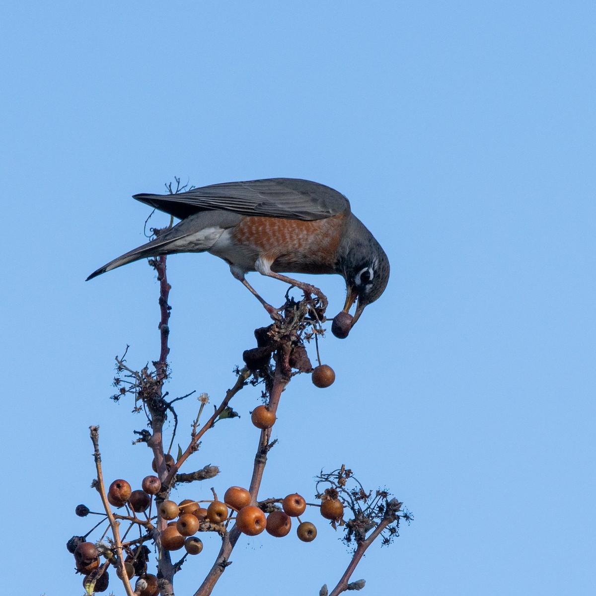 Merle d'Amérique - ML646220420