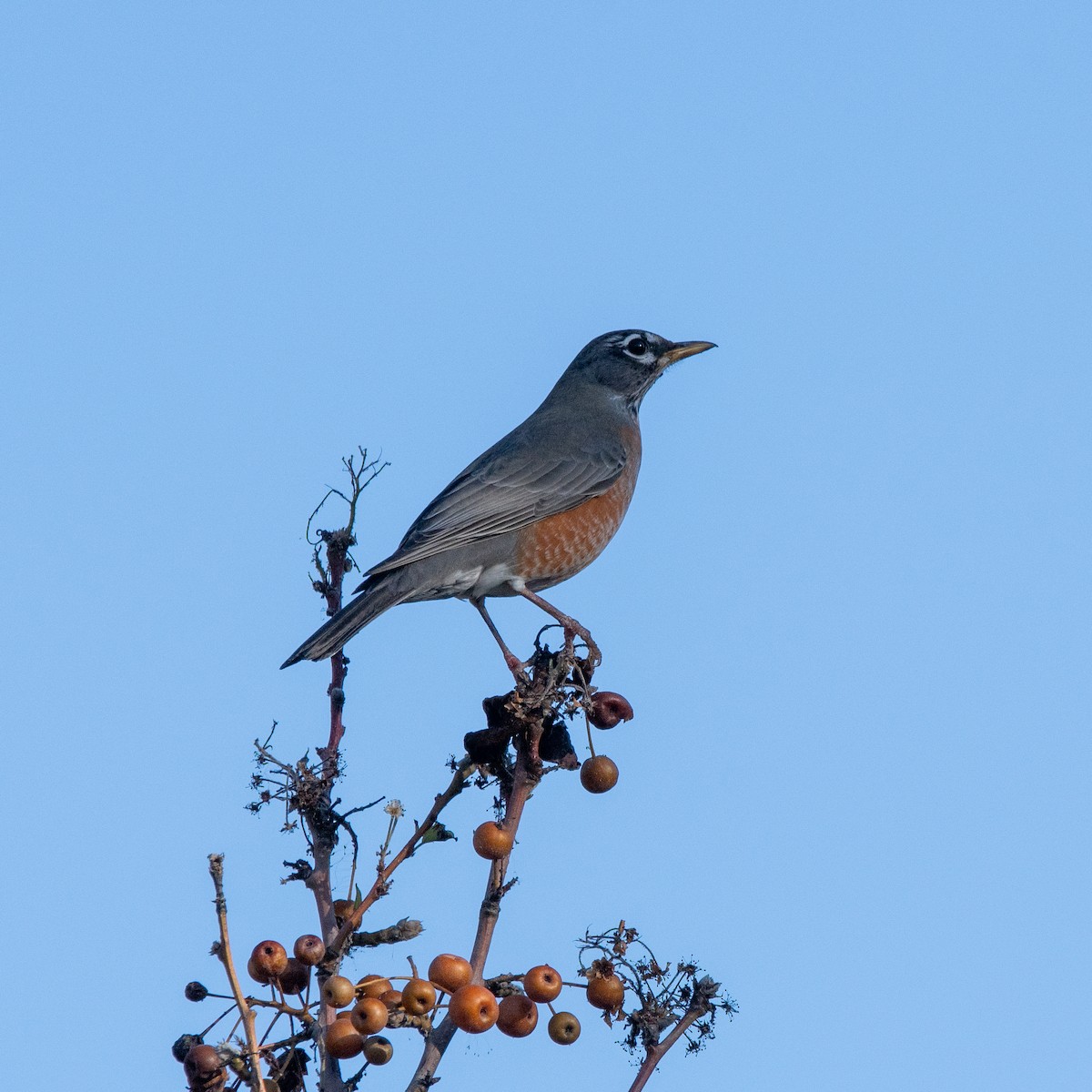 Merle d'Amérique - ML646220421