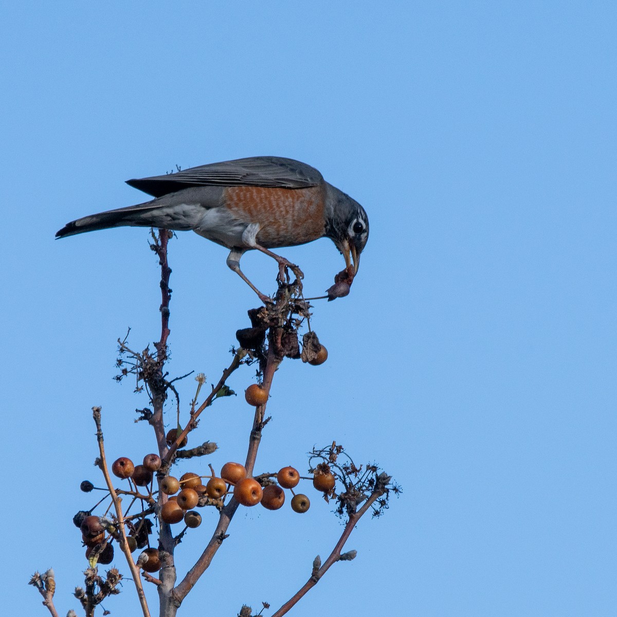 Merle d'Amérique - ML646220422