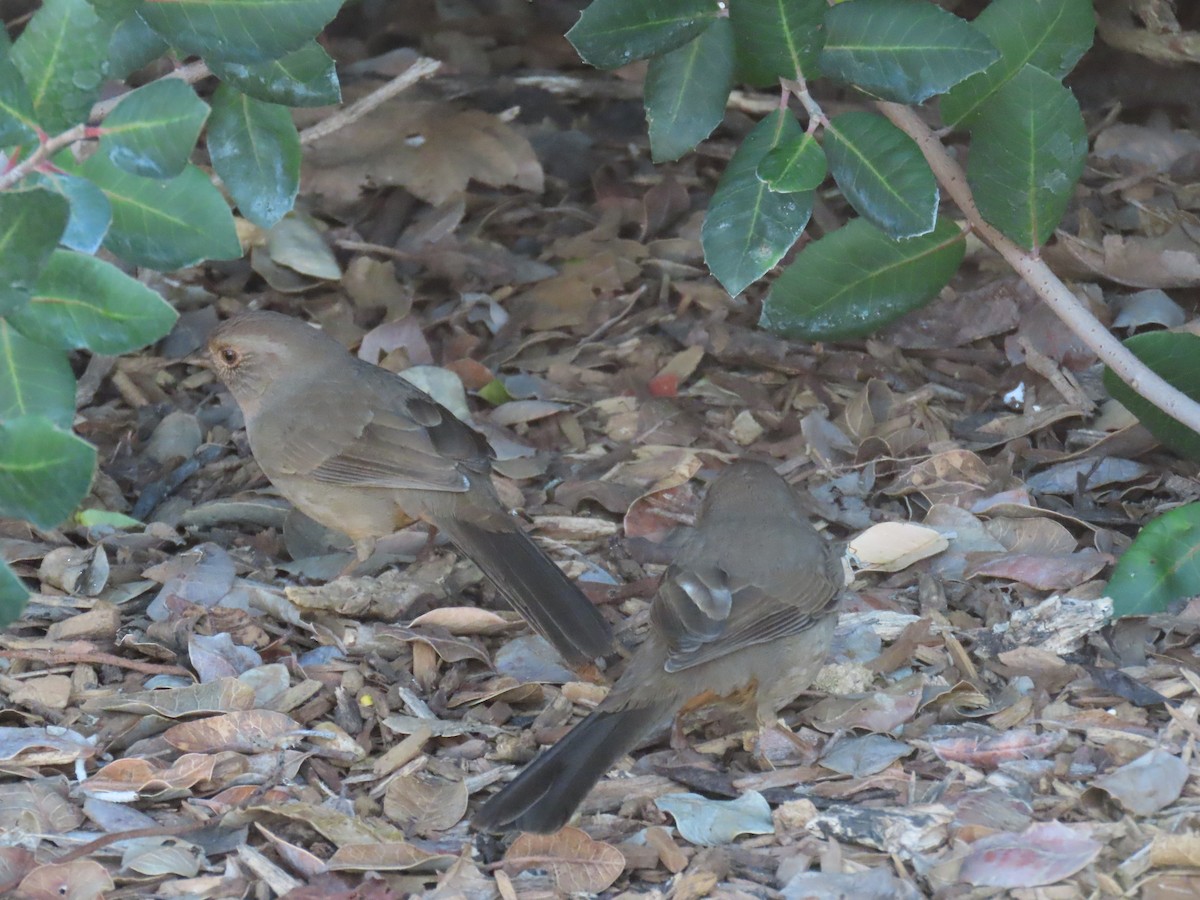 California Towhee - ML646220423