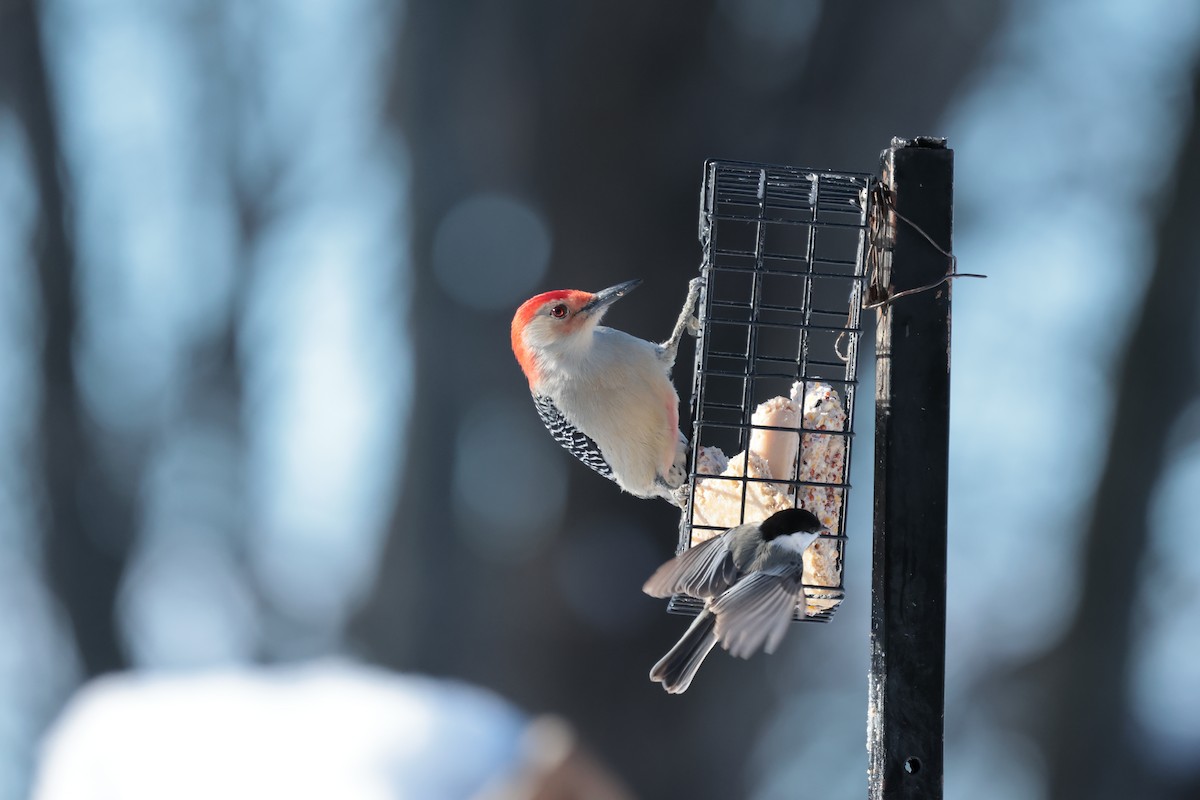 datel karolínský - ML646220426