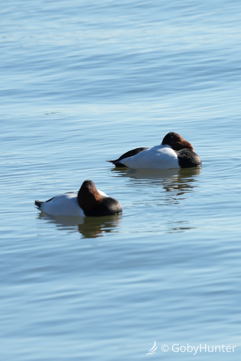 Murgilari bizkarzuria - ML646220427